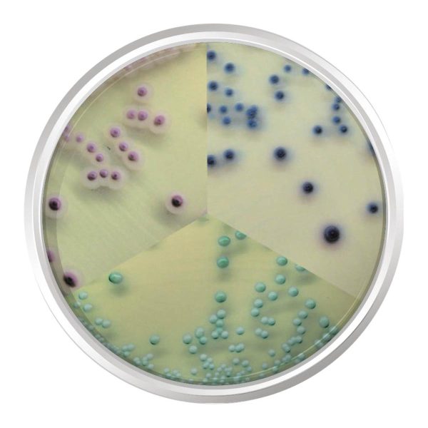 K25-1382 Agar Cromogênico Candida. Frasco 500 G