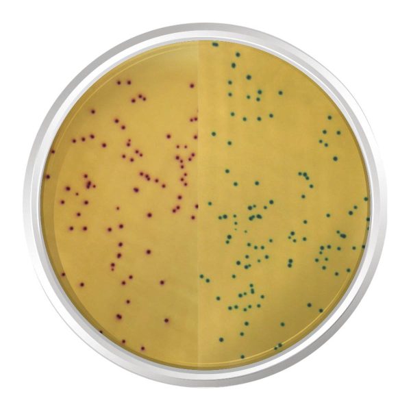 K25-1498 Agar Cromogênico Mrsa Base Modificado. Frasco 500 G