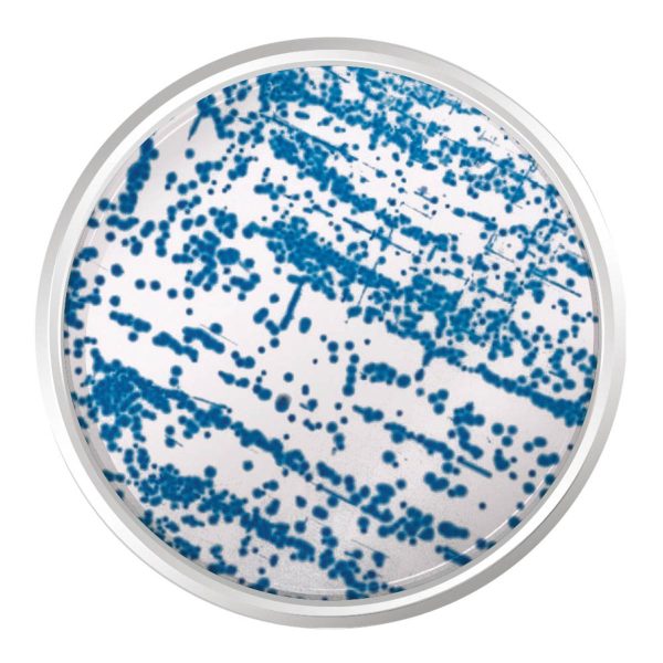 K25-1446 Agar Cromogênico Enterobacter Sakazakii (Esia). Frasco 500 G